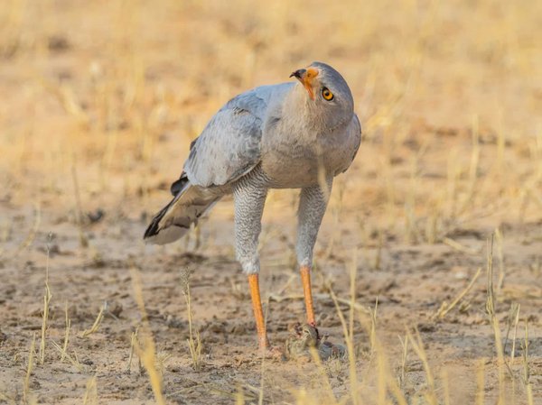Les chants des supporters de foot : Un art à part entière